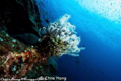 Garden of sea. by Chris Hong 